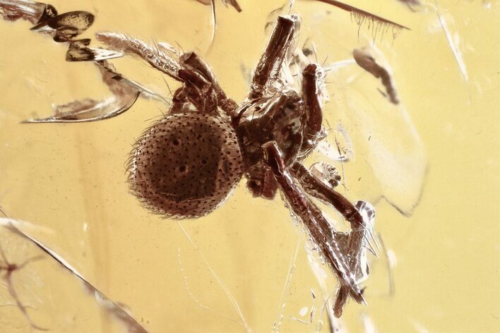 Detailed Fossil Spider (Araneae) In Baltic Amber #330643
